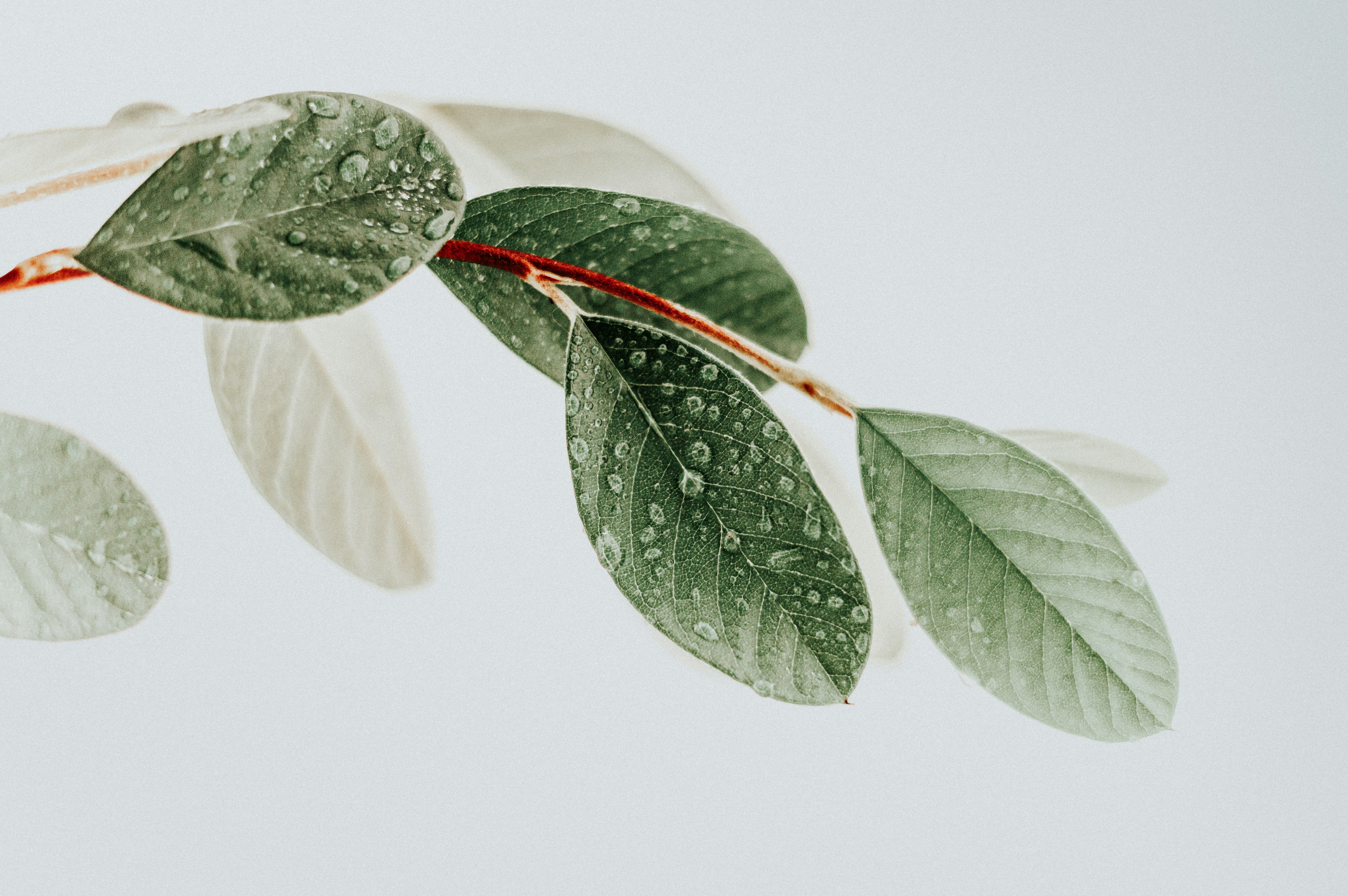 Fresh green leaves with water droplets